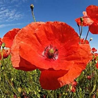 金沙集团9500手机app下载